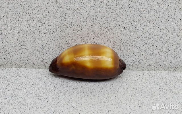 Ципрея Тальпа 7,20 морская ракушка раковина