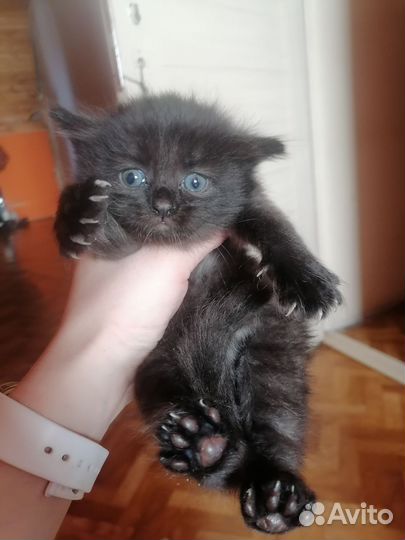 Кошка