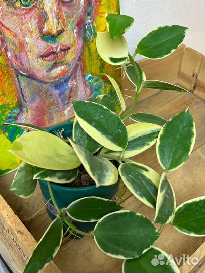 Хойя пахиклада альбомаргината