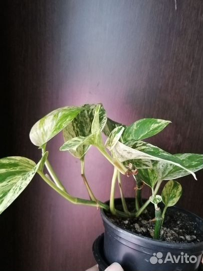 Сциндапсус Marble Queen