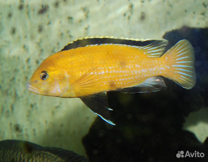 Продам голубых дельфинов