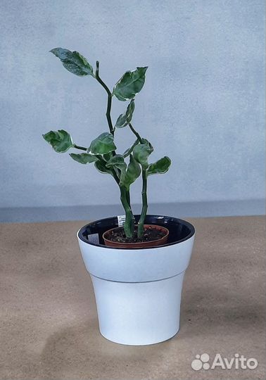 Педилантус