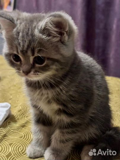 Котёнок бесплатно