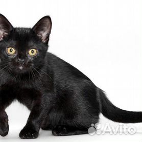 бомбейская кошка - Купить недорого кошку или котёнка 🐈 во всех регионах |  Цены на котов | Авито