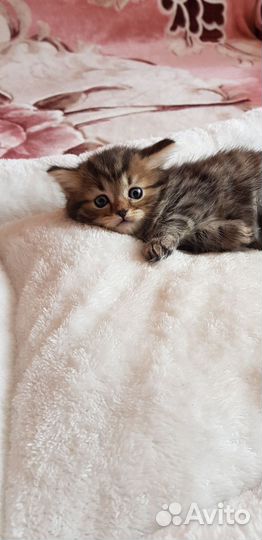 Котята малыши в добрые заботливые руки