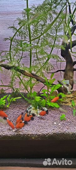 Пицелии,анциструсы, гуппи