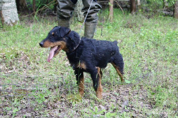 Ягдтерьер для вязки