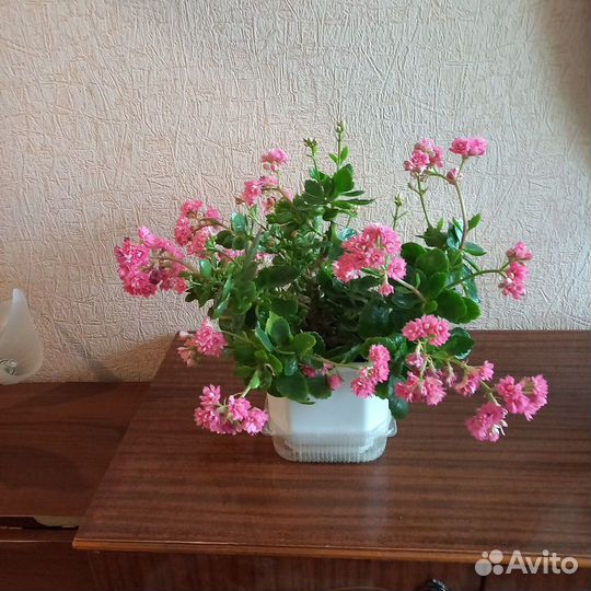 Каланхоэ цветущий