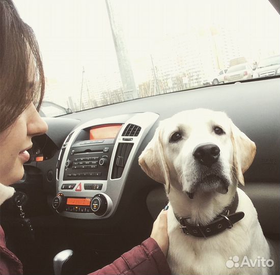 Вязка Лабрадор