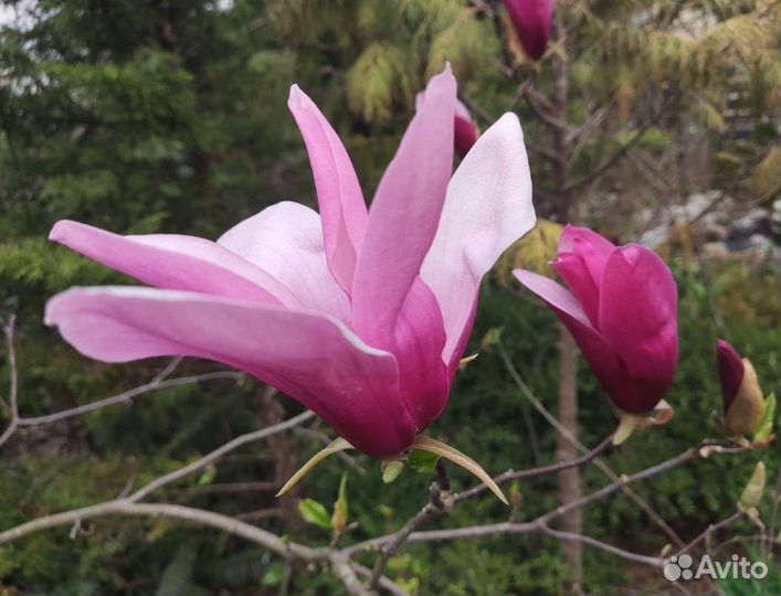 Магнолии суланж,стелатта, альба,грандифлора