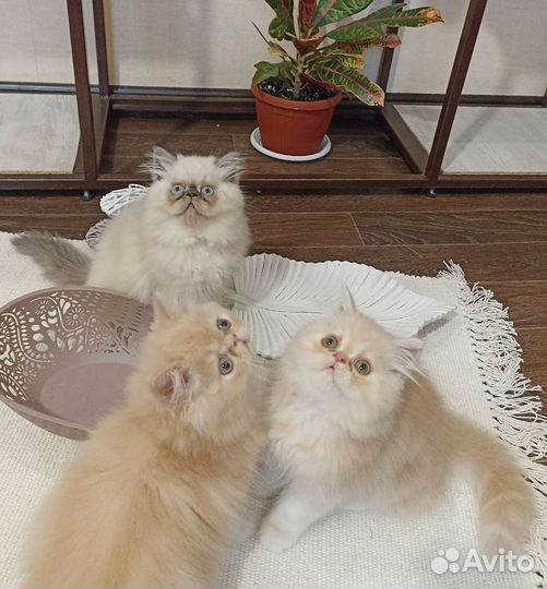 Персидские котята