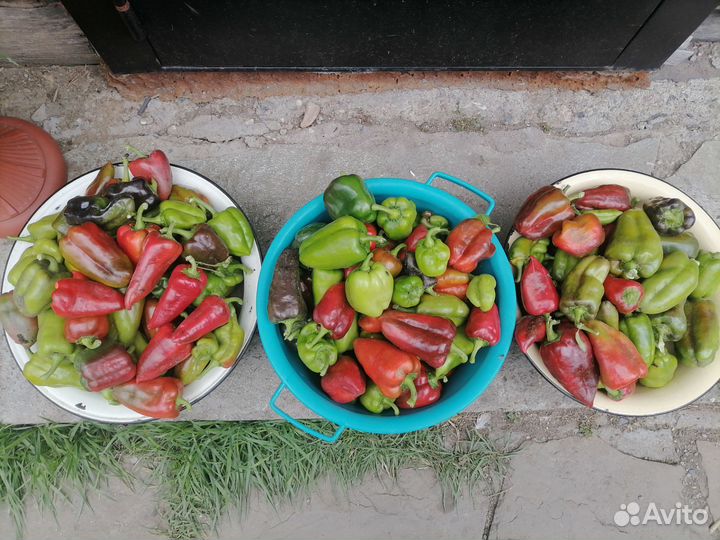 Перец болгарский