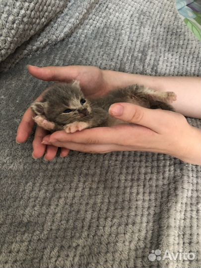 Киски в добрые ручки