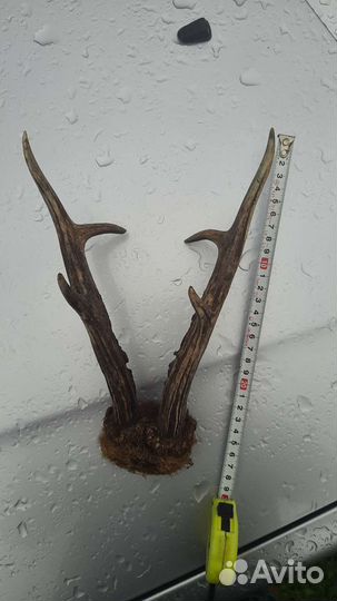 Рога косули