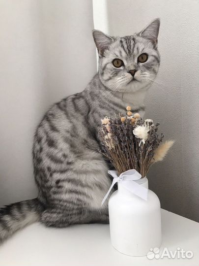 Шотландский кот вязка