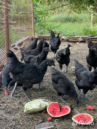 Продам петушков ухейилюй