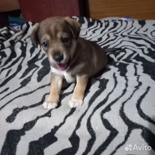Собаки бесплатно