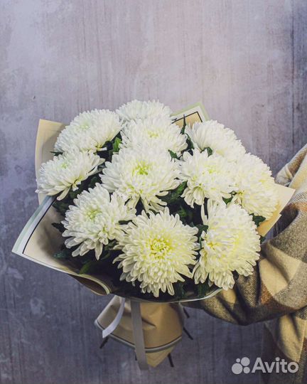 Хризантема