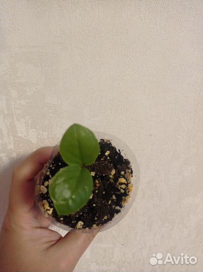 Замиокулькас