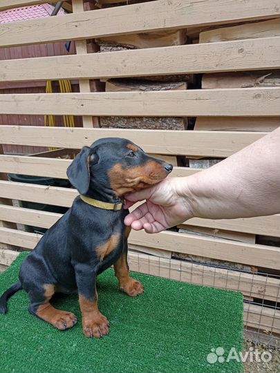 Немецкий пинчер