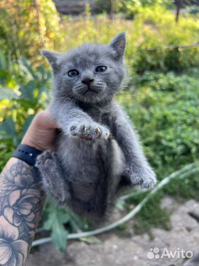Британские котята