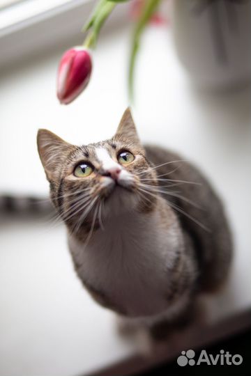 Котенок в добрые руки