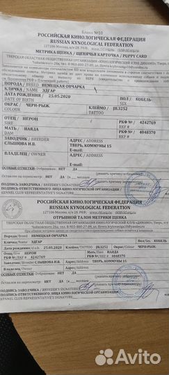 Щенки немецкой овчарки ищут своих хозяев