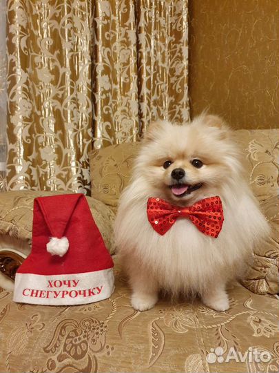 Ищем невесту