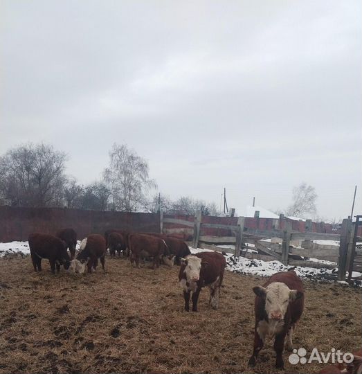 Телки Герефорд