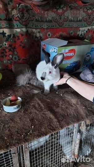 Калифорнийские кролики