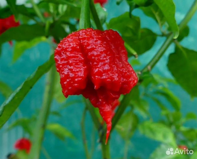 Перец каролина рипер
