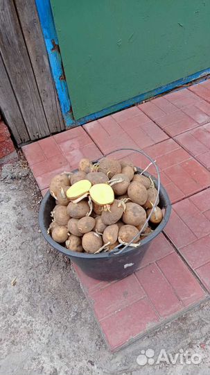 Семенной картофель