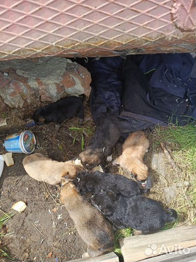 Собака в добрые руки отдам бесплатно