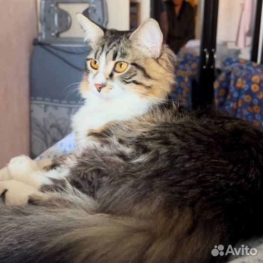 Котик домашний 9 месяцев в добрые руки