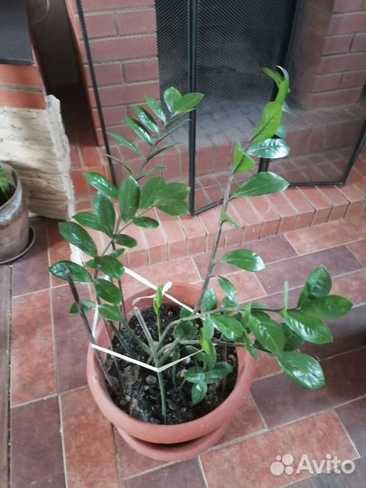 Замиокулькас