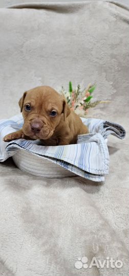 Щенки питбуля