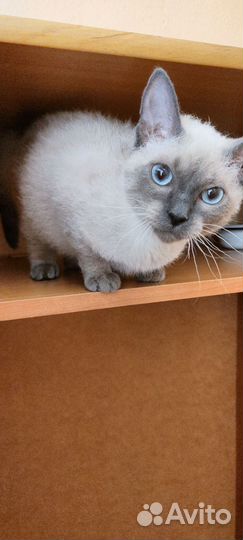 Кошечка аля - Тайская очень мелкая