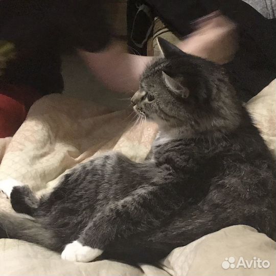 Отдам в добрые руки кошку