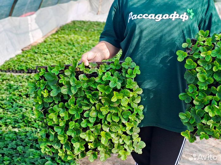 Рассада клубники. Оптом. Элитные сорта