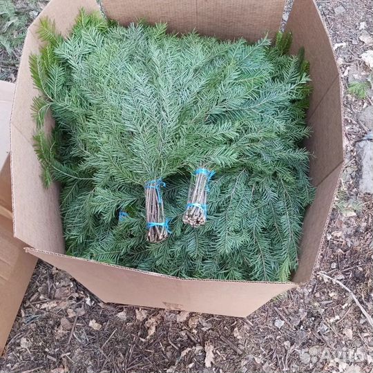 Оптом веники из пихты