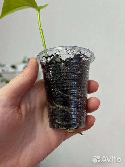 Сингониум, сциндапсус мунлайт, Пилея