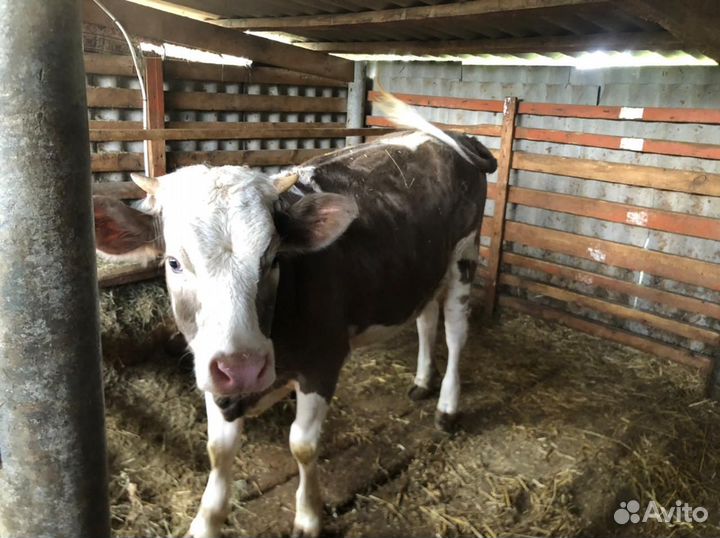 Коровы и телки