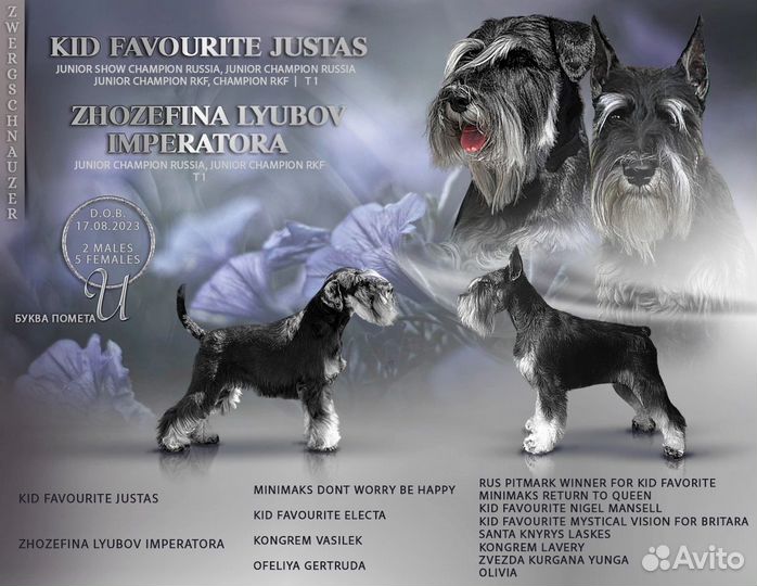Щенки цвергшнауцера