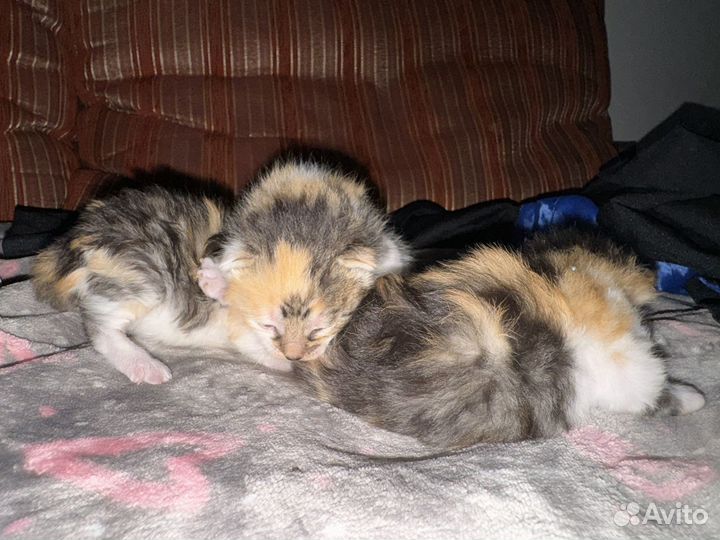 Котята в добрые руки даром бесплатно