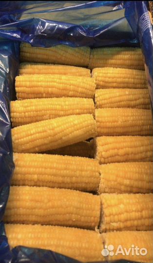 Кукуруза в початках