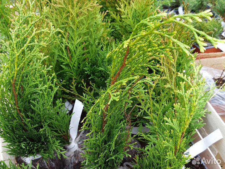 Можжевельник,туи