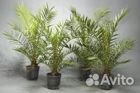 Пальмы трахикарпус (финиковые )
