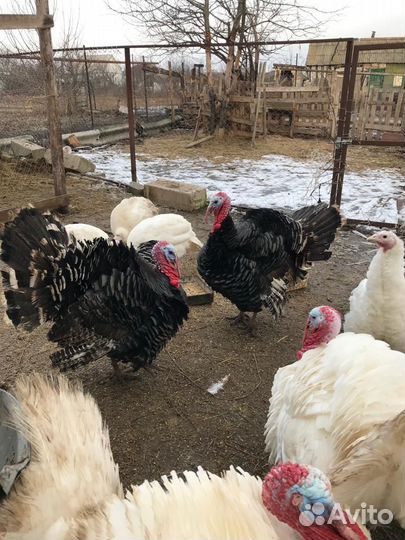 Индюк/обмен