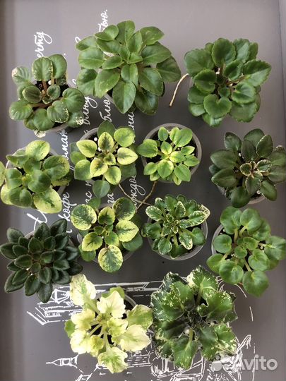 Детки сортовых фиалок