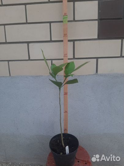 Саженцы цитрусовых - лимоны, мандарины, апельсины